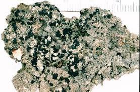 Attēlu rezultāti vaicājumam “Trapeliopsis granulosa”