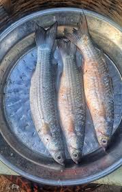 Image result for Chelon richardsonii