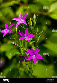 Attēlu rezultāti vaicājumam “Campanula patula flower”