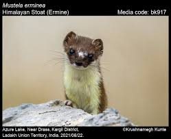 Attēlu rezultāti vaicājumam “Mustela erminea”