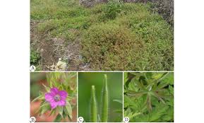 Attēlu rezultāti vaicājumam “Geranium dissectum fruit”