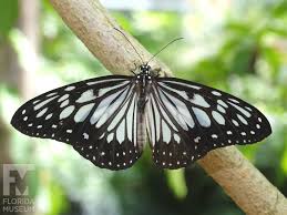 Attēlu rezultāti vaicājumam “Dicyphus nymph”