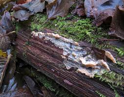 Attēlu rezultāti vaicājumam “Phlebia serialis”