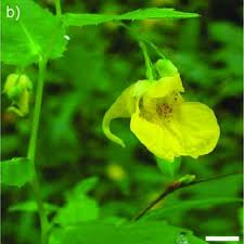 Attēlu rezultāti vaicājumam “Impatiens glandulifera flower”