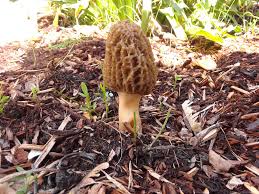 Attēlu rezultāti vaicājumam “Morchella sp.”