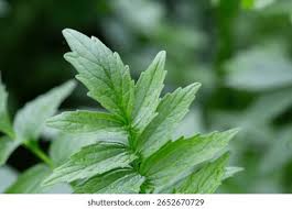 Attēlu rezultāti vaicājumam “Valeriana officinalis leaf”