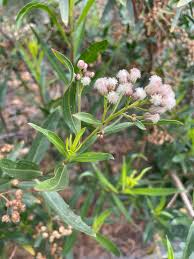 Attēlu rezultāti vaicājumam “Achillea salicifolia”