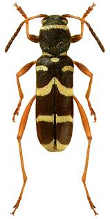 Attēlu rezultāti vaicājumam “Clytus arietis”