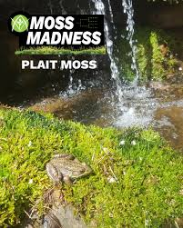 Attēlu rezultāti vaicājumam “Dicranum flagellare”