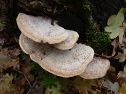 Attēlu rezultāti vaicājumam “Daedalea quercina”