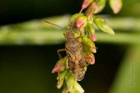 Attēlu rezultāti vaicājumam “Rhopalus maculatus”