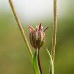 Attēlu rezultāti vaicājumam “Lychnis flos-cuculi fruit”