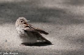 Attēlu rezultāti vaicājumam “Muscicapa striata juvenile”