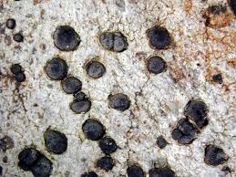 Attēlu rezultāti vaicājumam “Arthonia byssacea”