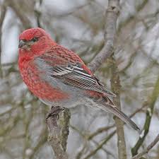 Attēlu rezultāti vaicājumam “Pinicola enucleator adult”