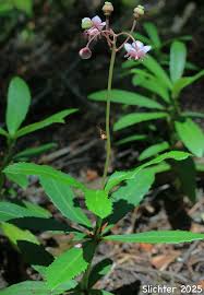 Attēlu rezultāti vaicājumam “Chimaphila umbellata”