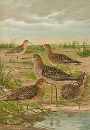 Attēlu rezultāti vaicājumam “Philomachus pugnax”