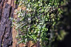 Attēlu rezultāti vaicājumam “Riccardia latifrons”