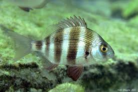 Image result for Diplodus cervinus
