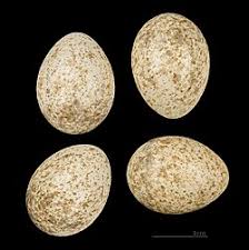 Image result for Calandrella rufescens