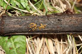 Attēlu rezultāti vaicājumam “Trichia botrytis stalked”