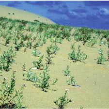 Attēlu rezultāti vaicājumam “Cakile maritima subsp. baltica”