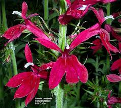 Attēlu rezultāti vaicājumam “Lobeliaceae”