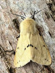 Attēlu rezultāti vaicājumam “Spilosoma lutea”
