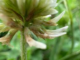 Attēlu rezultāti vaicājumam “Trifolium montanum fruit”