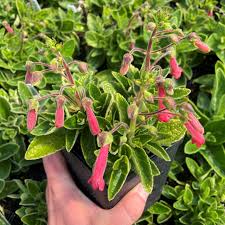 Image result for Sinningia