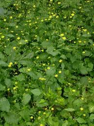 Attēlu rezultāti vaicājumam “Lapsana communis bud”