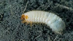 Attēlu rezultāti vaicājumam “Cetonia aurata imago”