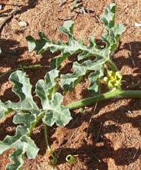 Attēlu rezultāti vaicājumam “Citrullus lanatus leaf”