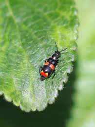 Attēlu rezultāti vaicājumam “Anthocomus fasciatus”