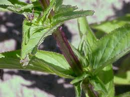 Attēlu rezultāti vaicājumam “Scrophularia umbrosa flower”