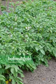 Attēlu rezultāti vaicājumam “Solanum tuberosum”