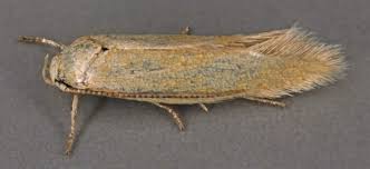 Attēlu rezultāti vaicājumam “Elachista maculicerusella”