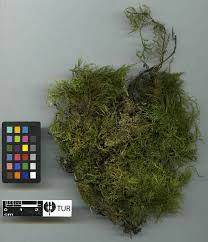 Attēlu rezultāti vaicājumam “Thuidium assimile”