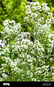 Attēlu rezultāti vaicājumam “Armoracia rusticana flower”