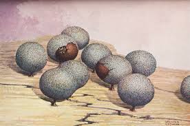 Attēlu rezultāti vaicājumam “Diderma testaceum spores”