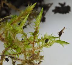 Attēlu rezultāti vaicājumam “Calliergonella cuspidata”