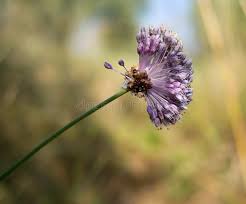 Attēlu rezultāti vaicājumam “Allium ursinum flower”