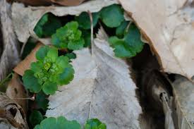 Attēlu rezultāti vaicājumam “Chrysosplenium alternifolium leaf”