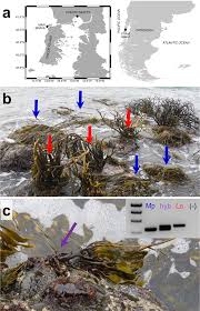 Attēlu rezultāti vaicājumam “Cephaloziella elachista macro”