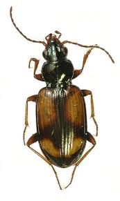 Attēlu rezultāti vaicājumam “Bembidion litorale”