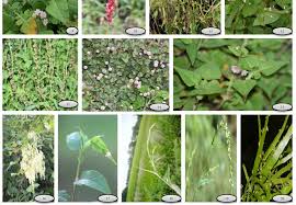 Attēlu rezultāti vaicājumam “Polygonaceae”