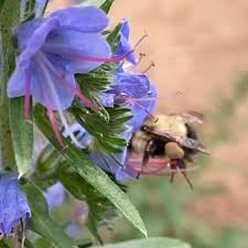 Attēlu rezultāti vaicājumam “Echium vulgare flower”
