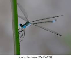 Attēlu rezultāti vaicājumam “Lestidae”