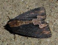 Attēlu rezultāti vaicājumam “Dypterygia scabriuscula”