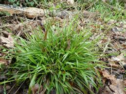 Attēlu rezultāti vaicājumam “Luzula pilosa fruit”